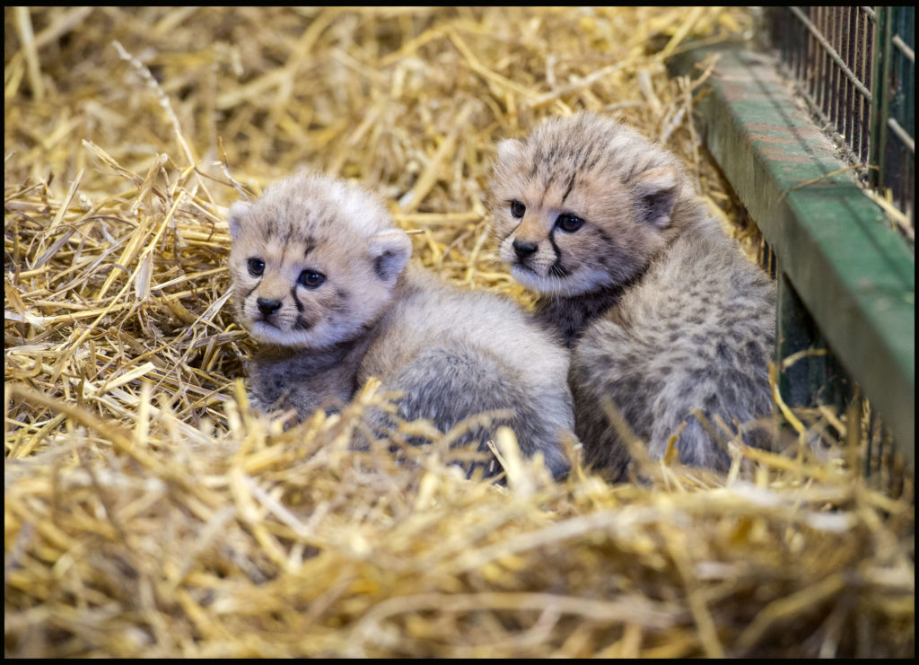 HISTORIC FIRST AS RARE CHEETAH CUBS BORN AT LONGLEAT The Visitor