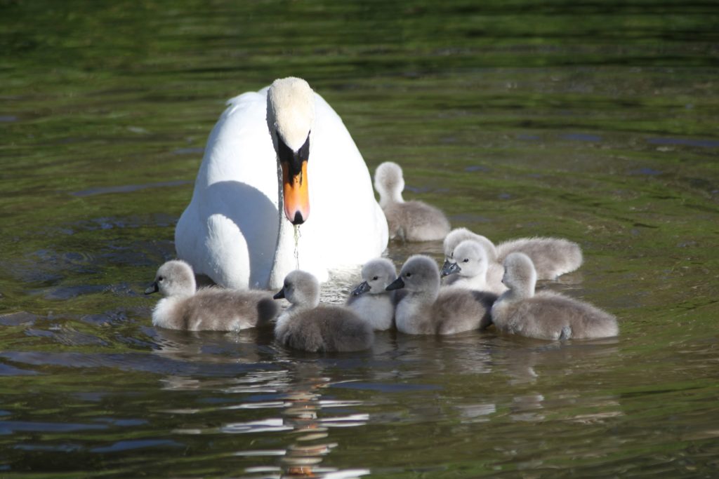 Born and Naming Competition at Palace The Visitor. Covering